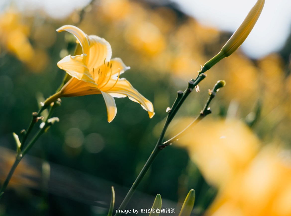 花壇虎山巖金針花季一日遊
