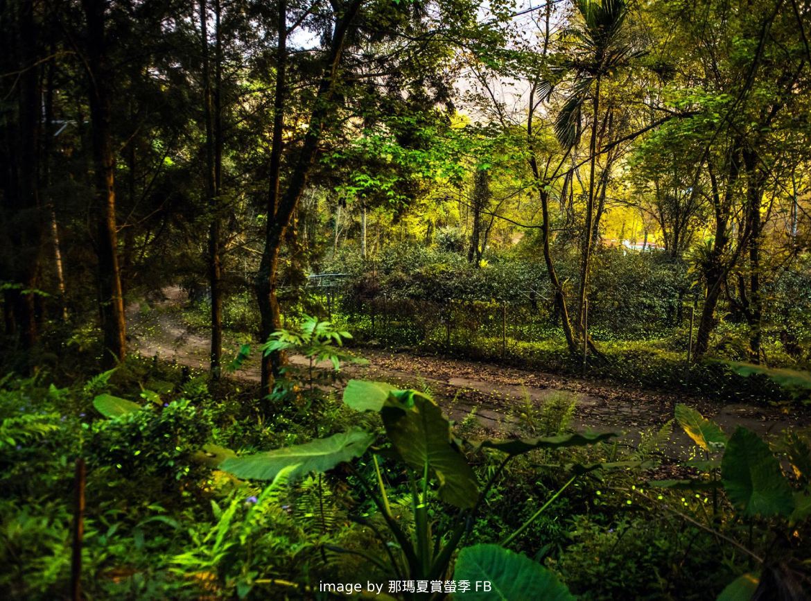 2026那瑪夏賞螢季～巴金斯幻．螢光漫漫一日趣